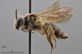 Media type: image;   Entomology 773042 Aspect: habitus lateral view
